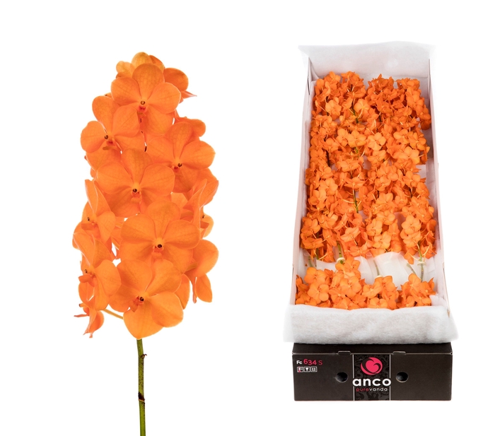 <h4>Vanda Princess Orange</h4>