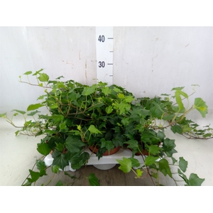 Hedera helix 'Green Ripple'