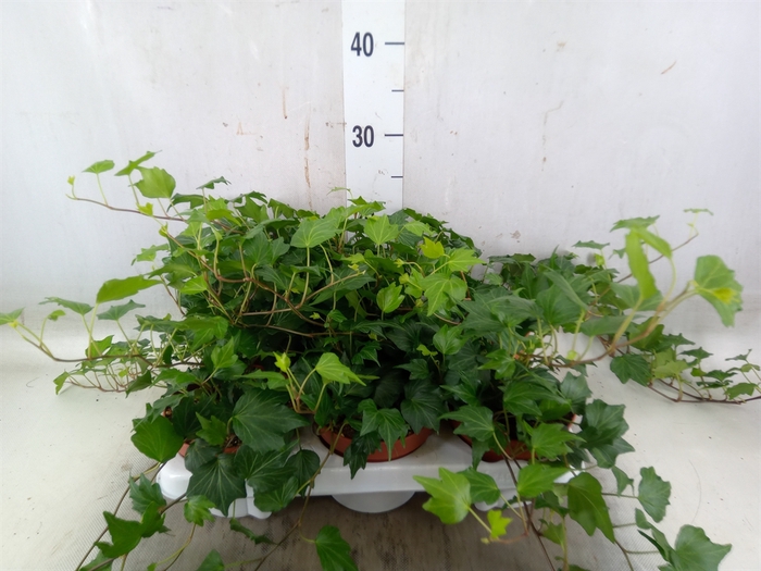 <h4>Hedera helix 'Green Ripple'</h4>