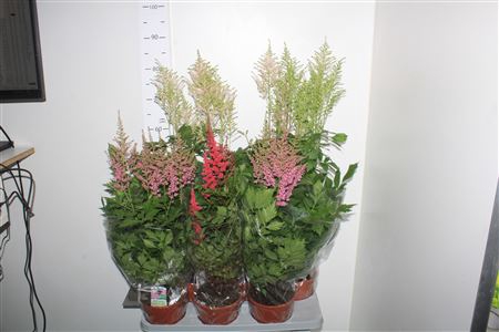 <h4>Astilb Gem 3 Kl Min 5 Bloemen+</h4>