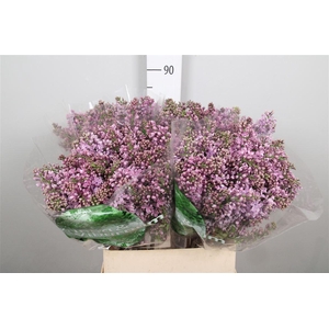 Syr V Dark Koster 4+