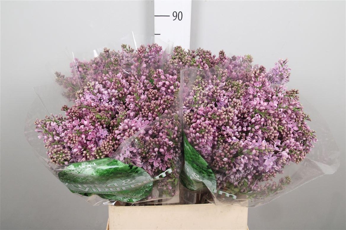 <h4>Syr V Dark Koster 4+</h4>