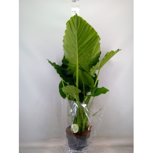 Alocasia gageana