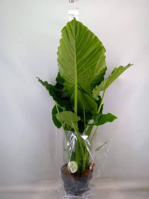 <h4>Alocasia gageana</h4>