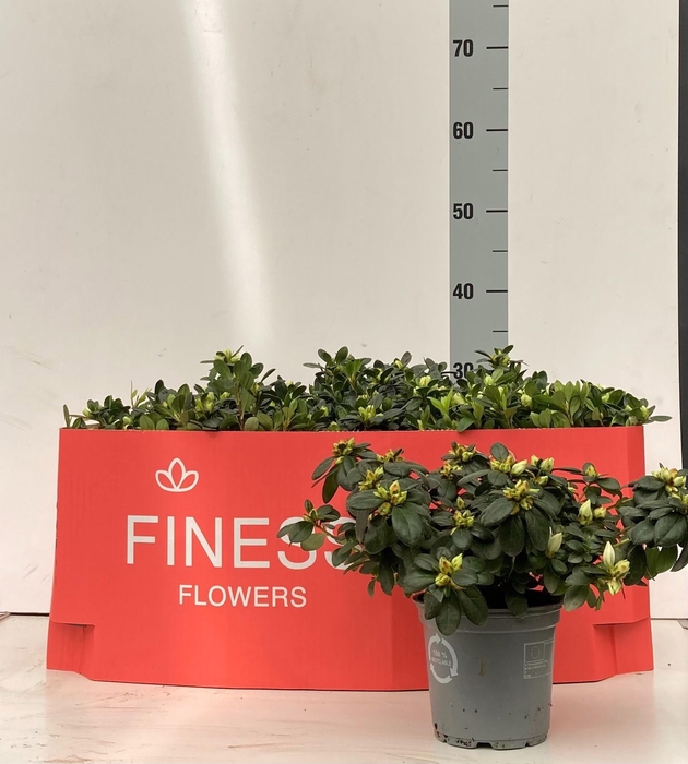 <h4>RHODO SI OV</h4>