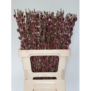 SALIX G PINK CUSHION