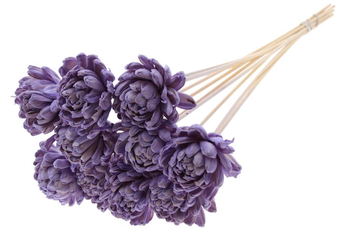 Shola New Beauty Rose Ø8cm on stem Milka
