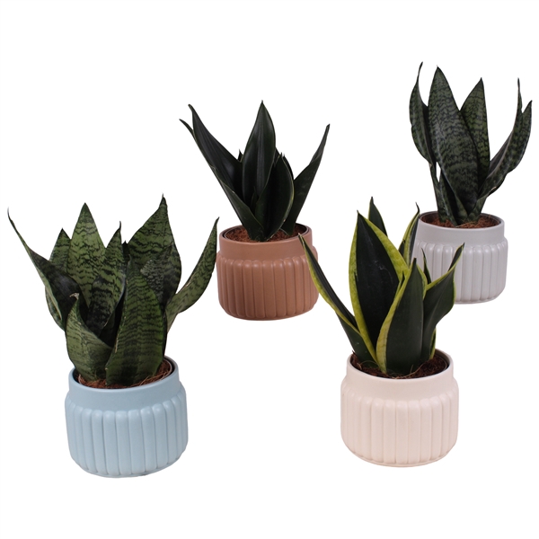 <h4>Sansevieria mix Ø12cm in Ø15cm Ceramic SE470</h4>