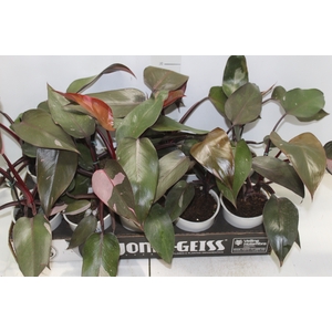 PHILODENDRON PINK PRINCESS P12
