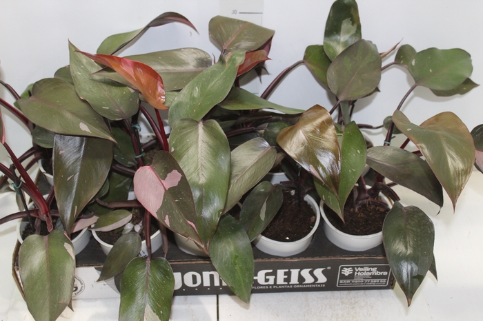 PHILODENDRON PINK PRINCESS P12