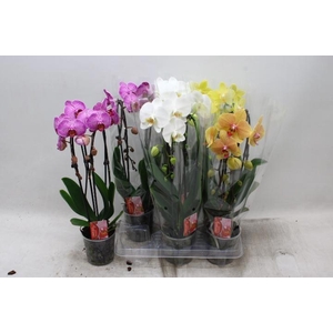 PHAL EL CASCADE