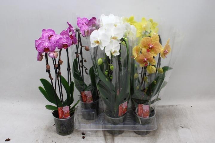<h4>PHAL EL CASCADE</h4>