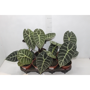 ALOCASIA WATSONIANA TIFFANY P15