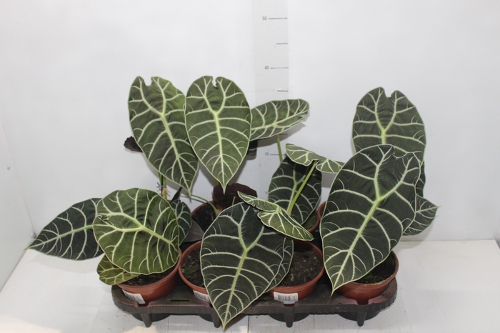 <h4>ALOCASIA WATSONIANA TIFFANY P15</h4>