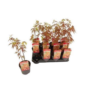 Acer Pa Atropurpureum Red