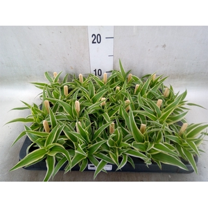 Chlorophytum com. 'Ocean'
