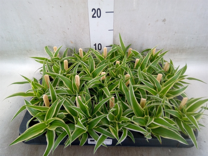 <h4>Chlorophytum com. 'Ocean'</h4>