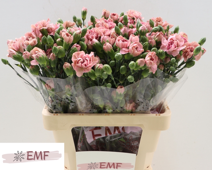 <h4>DI TR MISS BELLA</h4>