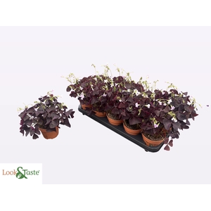 OXALIS TRIANGULARIS