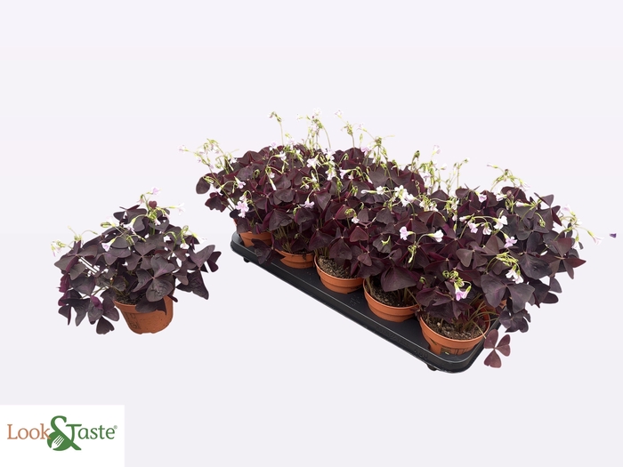 <h4>OXALIS TRIANGULARIS</h4>