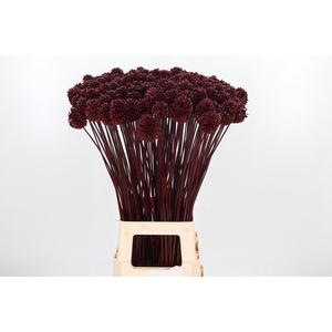 Allium Sphaero Kl Bh Bordeaux