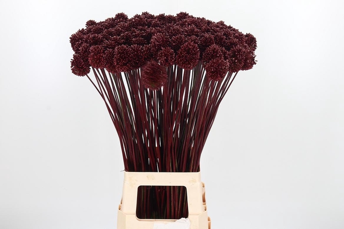 <h4>Allium Sphaero Kl Bh Bordeaux</h4>