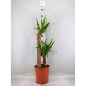 Yucca elephantipes   ...