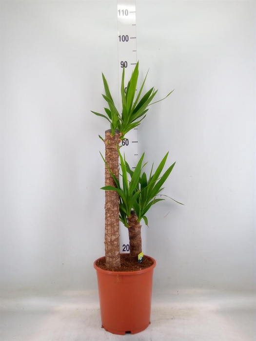 <h4>Yucca elephantipes   ...</h4>