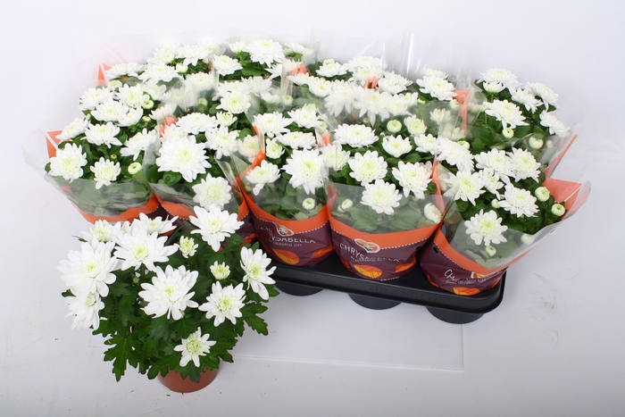 <h4>CHRYS BRAVE</h4>