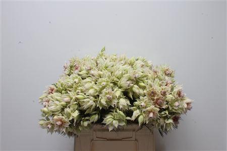 <h4>Blushing Bride 2-5</h4>