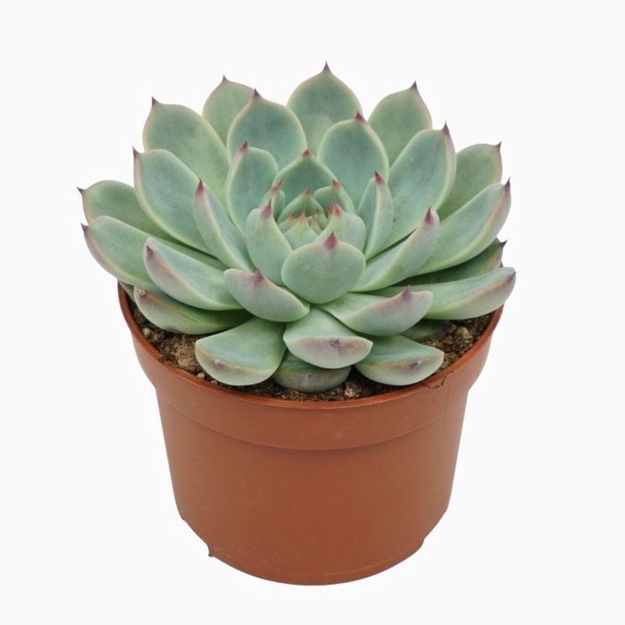 <h4>Echeveria</h4>