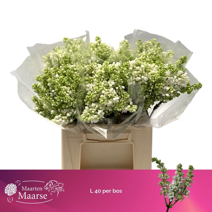 <h4>SYRINGA PER BOS</h4>