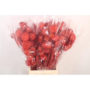 Ascl. Moby Dick Red Per Bunch