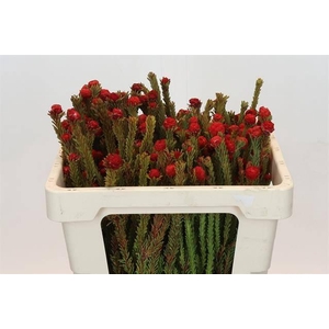 KAAPS GROEN TORTUM RED*