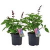 Salvia Salgoon gemengd