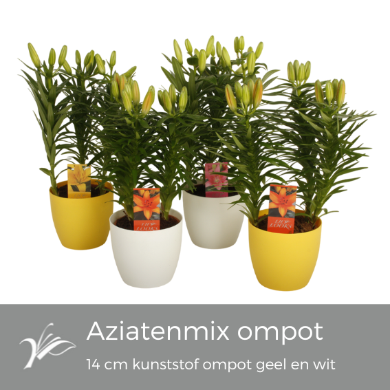 <h4>Lilium Paasmix '14 cm ompot' (az. lelie)</h4>