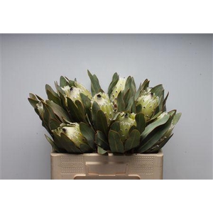 Protea Barb Polar Princes