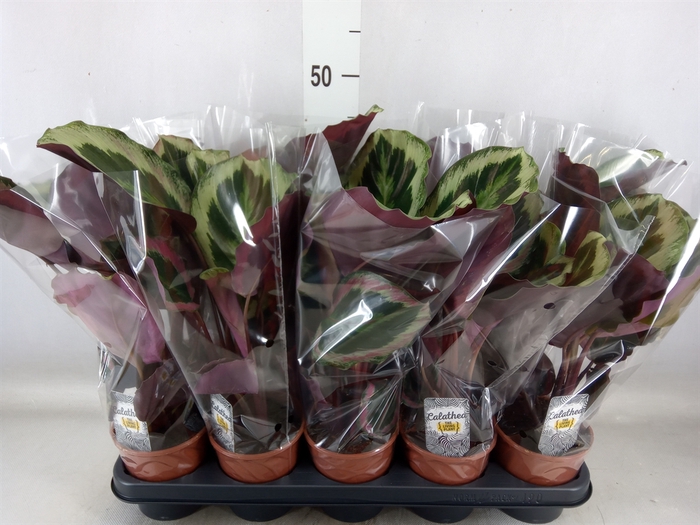 <h4>Calathea roseopicta 'Shinestar'</h4>