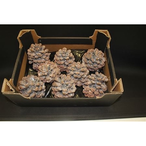 Pinea Naturel Glitter