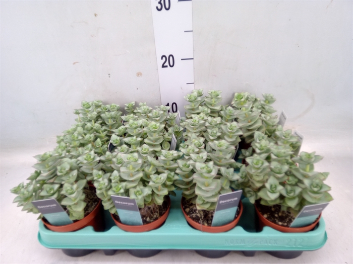 <h4>Crassula perforata</h4>