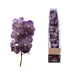 Vanda Jeff Leatham X5