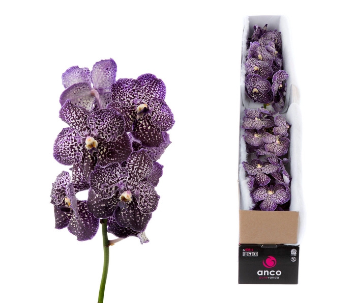 <h4>Vanda Jeff Leatham X4</h4>