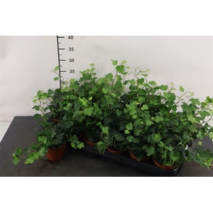 Hedera 8,5 Cm. P. Wonder