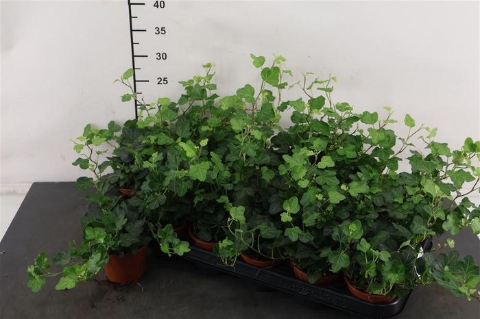 <h4>Hedera 8,5 Cm. P. Wonder</h4>