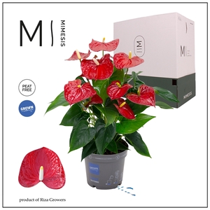 Mimesis Anthurium KARMA Red - 17cm