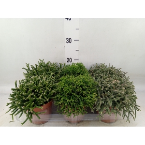 Rhipsalis   ...mix