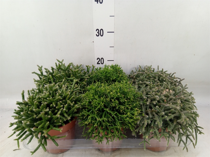 <h4>Rhipsalis   ...mix</h4>