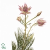 Cape green serruria blushing bride pink
