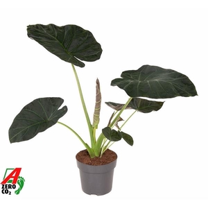 Alocasia 'Regal Shields'