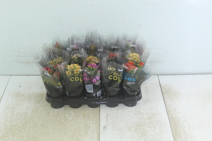 <h4>KALANCHOE P06 BICOLOR</h4>